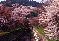 美しい桜に囲まれた第一疏水入口付近