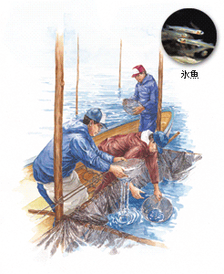 氷魚