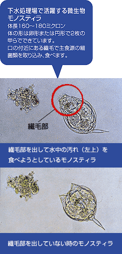 ビワズ通信 No 32 琵琶湖 淀川のなかまたち 水のめぐみ館 アクア琵琶