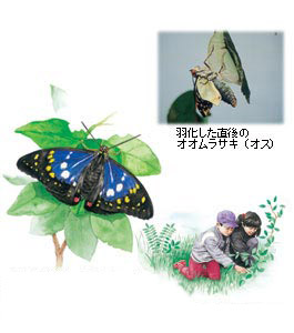 オオムラサキ