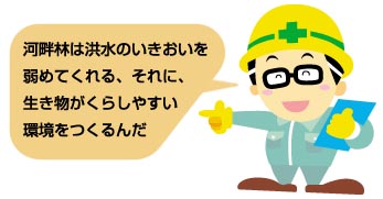 河畔林は洪水のいきおいを弱めてくれる、それに、生き物がくらしやすい環境をつくるんだ