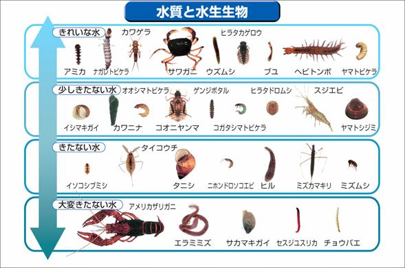 水質と水生生物についての解説