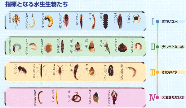 みずのちょうさ 水生生物調査 由良川キッズ 国土交通省近畿地方整備局 福知山河川国道事務所