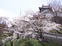 春の福知山城