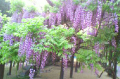 才の神藤公園（さいのかみふじこうえん）