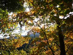 大江山の紅葉