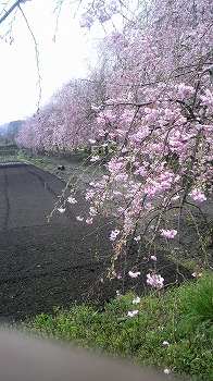 やくのしだれ桜