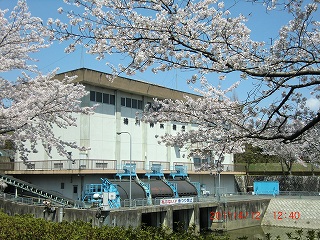 法川排水機場と桜