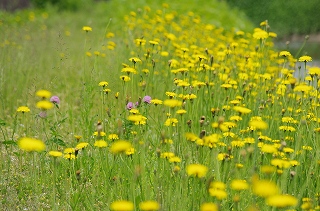 福知山城下の花