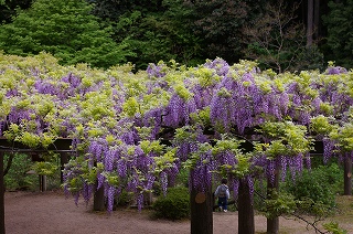 「才の神」の藤棚