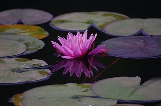 睡蓮の花