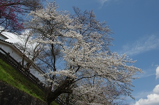 福知山城と桜