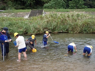 水生生物調査