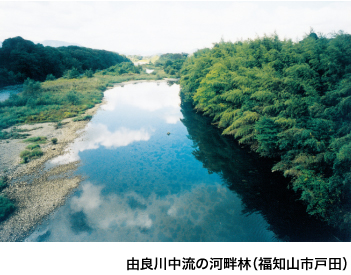 由良川中流の河畔林（福知山市戸田）