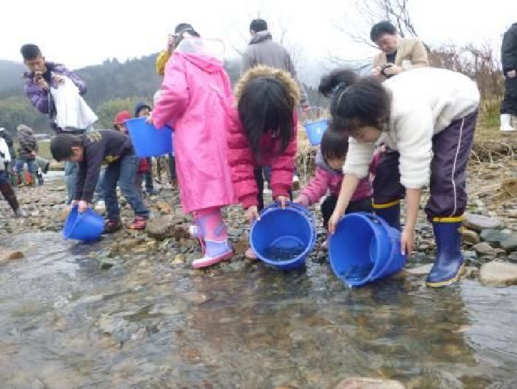 由良川でのサケの放流