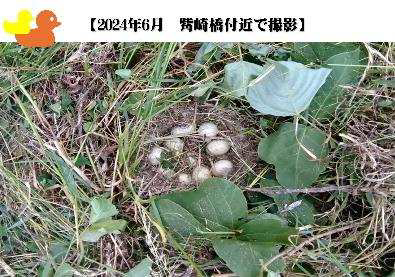 活動報告