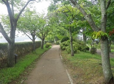 桜づつみ公園写真1