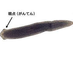 EYV