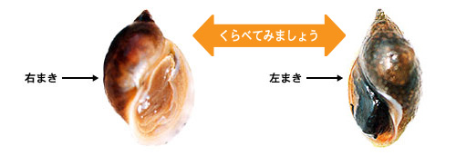いながわすいしつちょうさハンドブック│い～なネットキッズ
