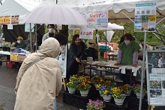 鉢花を販売している様子