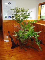 古木、雑木が宝に