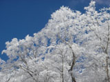 田辺市龍神村(護摩山)