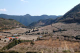白浜町安居(小森梅林)