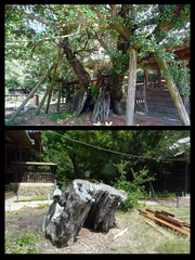 御崎神社