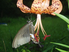 IjƃNAQn