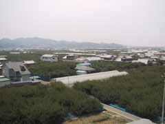 うめ振興館展望台から見ると、平地も・・・梅、