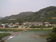 山の斜面も・・・梅だらけ。