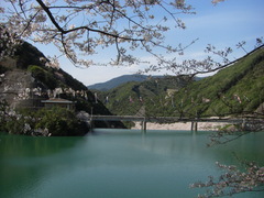 桜枝からダム湖を望む