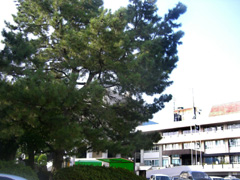 弁慶松