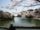 動鳴気峡の桜