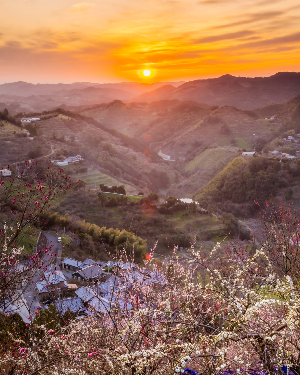 田辺梅林の夕日