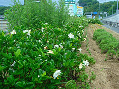クチナシの白い花