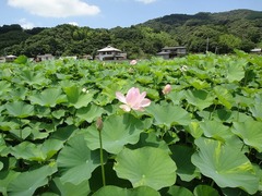 大賀ハス(田中神社横)