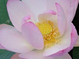 大賀ハスの花