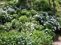 紫陽花の名所