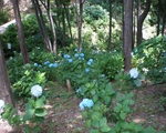 紫陽花2