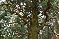 潮見峠越えの熊野古道