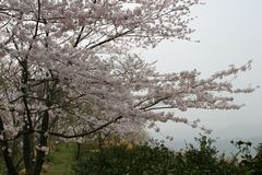 高畑山