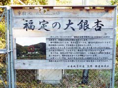 川合の白蓮