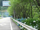 桜並木下のアジサイ