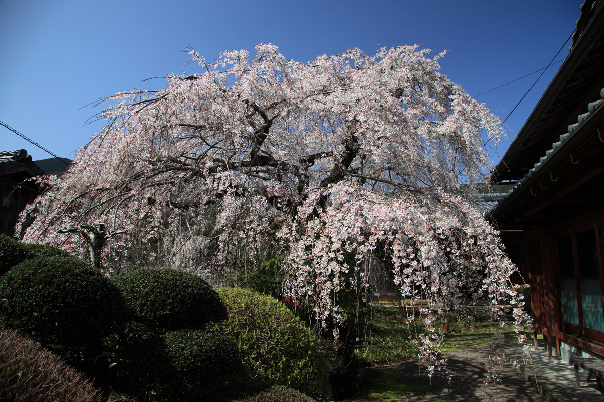 野長瀬邸の庭