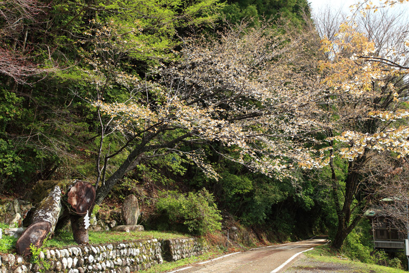 秀衡桜