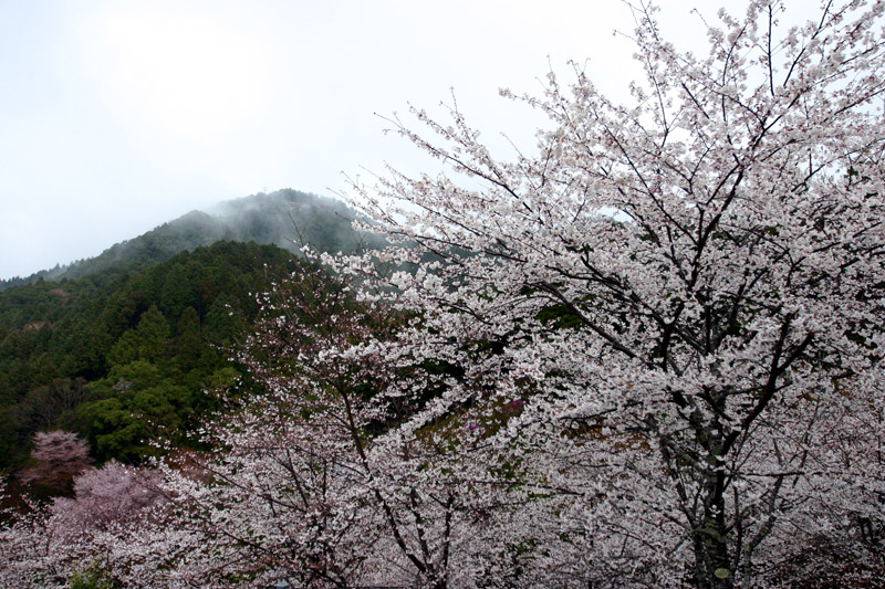 七越峯の桜