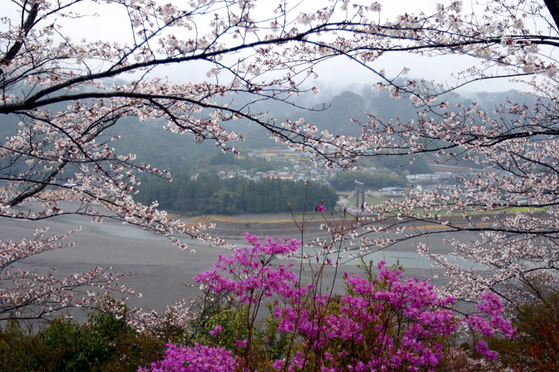 七越峯の桜