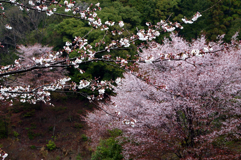 七越峯の桜