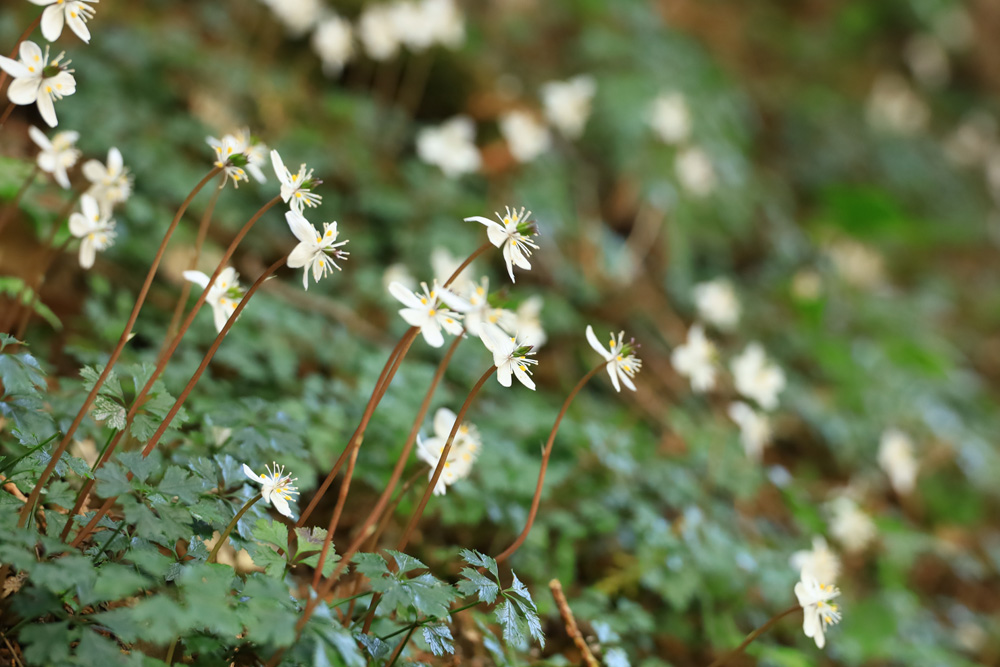 古道の可憐な草花(バイカオウレン)